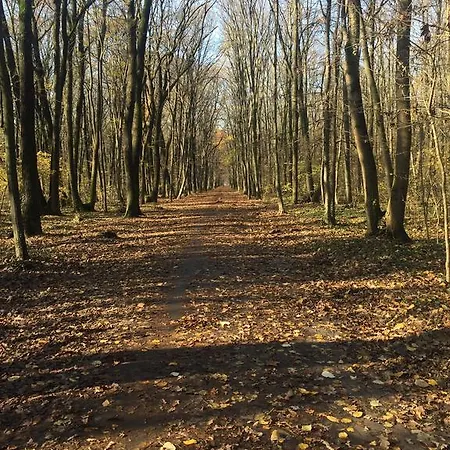 Fresh Air And Forest Bukurešť